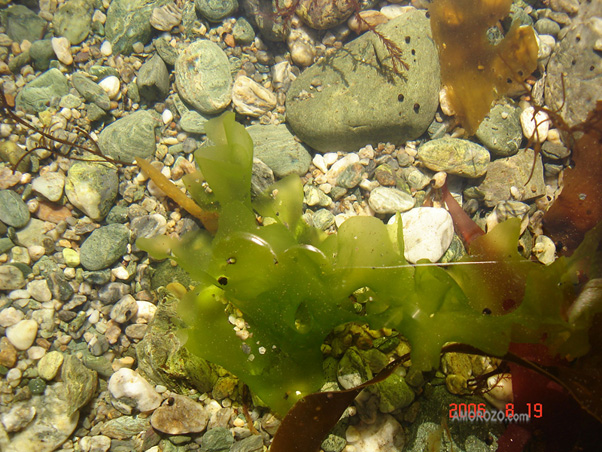 Сахалинские водоросли