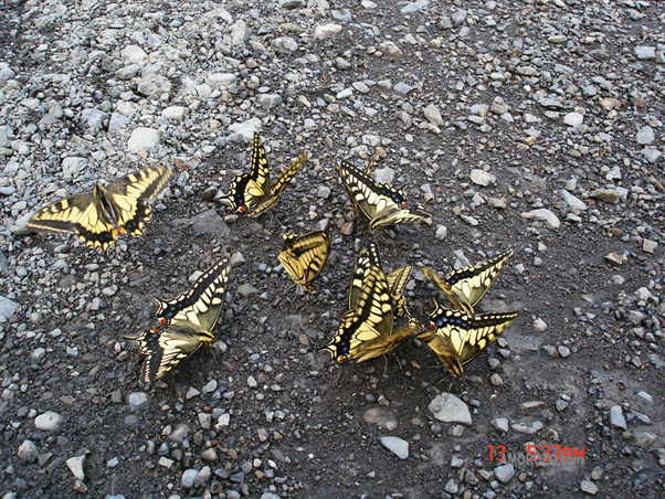 Сахалинские бабочки