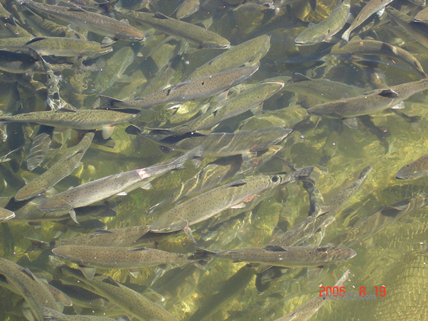 Рыба и рыбалка на Сахалине, горбуша на нересте
