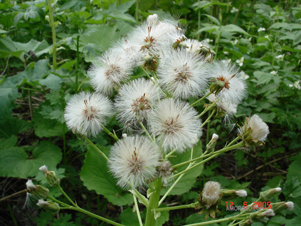 Сахалинские цветы