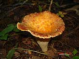 Сахалинские грибы
