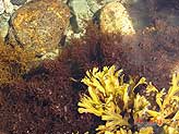 Сахалинские водоросли